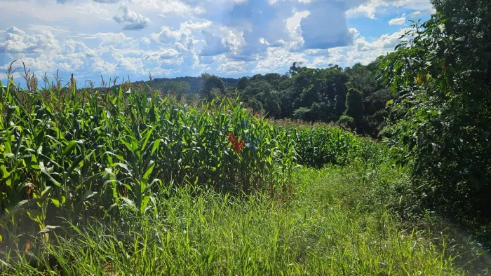 Área de 36.400m para chácara com bosque e córrego em Catanduvas do Sul
