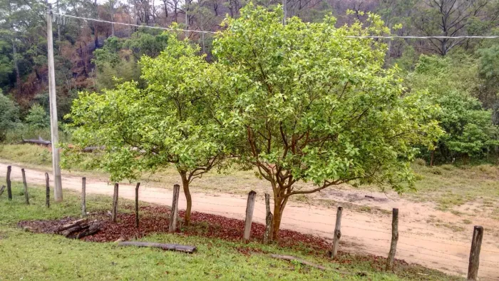 Oportunidade: Sítio com Muito Verde e Água de Nascente