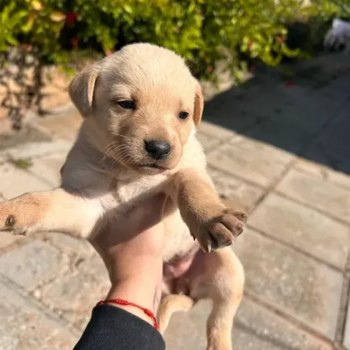 Labrador 