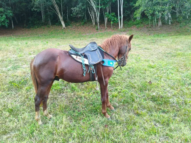 Cavalo manga larga