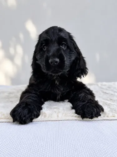 ÚLTIMO FILHOTE DE COCKER SPANIEL INGLÊS DISPONÍVEL - MACHO