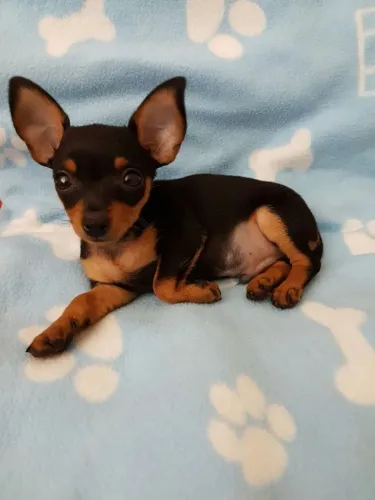 Pinscher preto e canela 