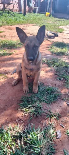 Pastor belga malinois fêmea Anápolis 