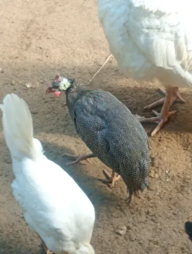 Vendo 2 casal de galinha de Angola