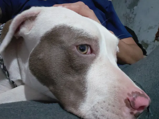 Cachoro pit bul