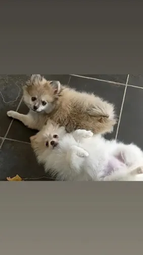 Lulu da pomerânia