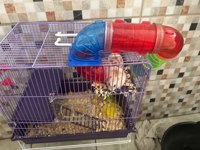Dois hamsters anão russo