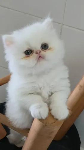 Gato persa filhote