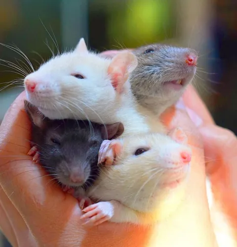 Rato Twister filhotes machos e fêmeas Dumbo porquinho hamster coelho