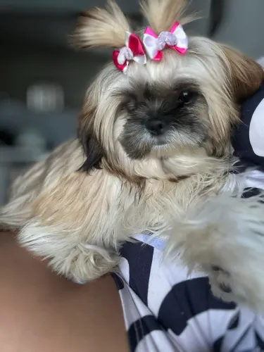 Filhote macho shih tzu