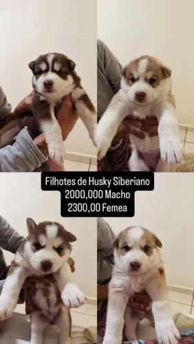husky siberiano filhotes