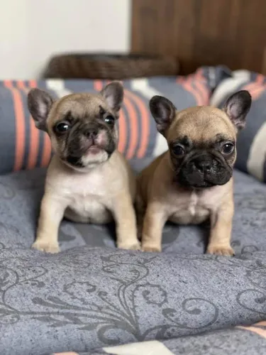 Vendo filhotes de buldogue francês mini com pedigree