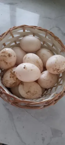 Ovos galados de Marrecos pompom