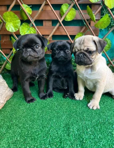 Pug Machos ( desconto especial)