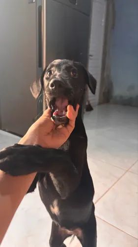 Doação de Cachorra Fêmea