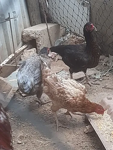 Vendo 3 galinha caipira e um galo
