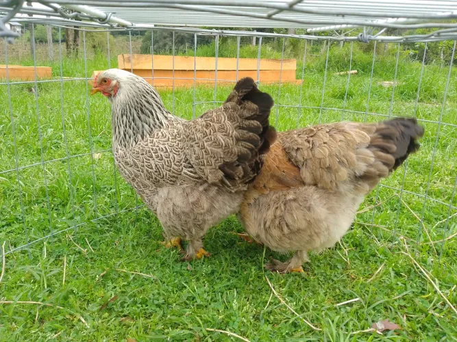Galinhas Brahma