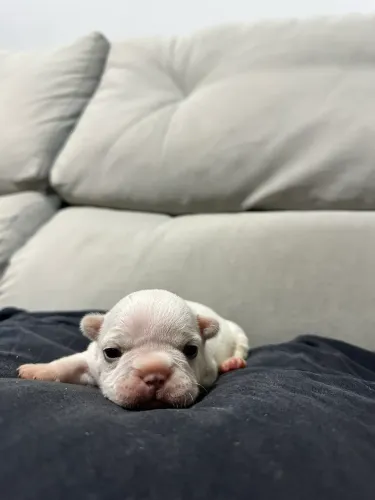 Buldogue francês