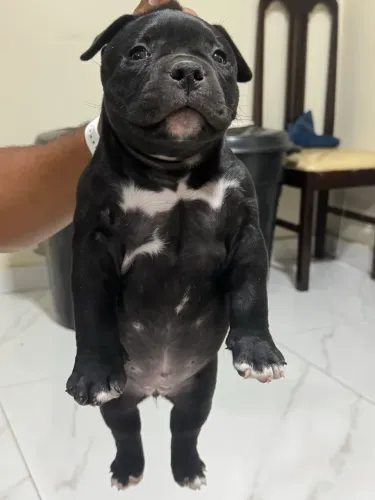 American Bully