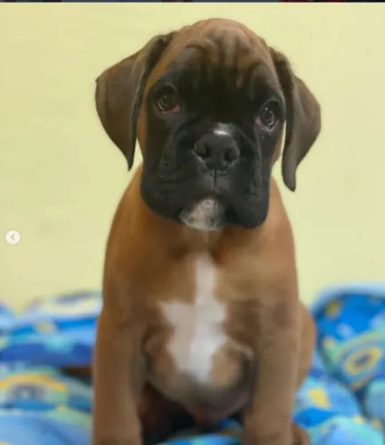 Boxer,Boxer Filhote com Ótimo Padrão da Raça e Perfil Brincalhão