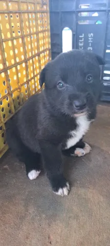 Fêmeas de bolder collie