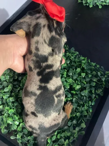 dachshund arlequim