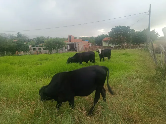 Três garrotes 
