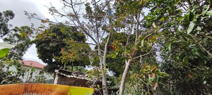 ? CHÁCARA DO SOSSEGO À VENDA - MORRINHOS ? 130.000
