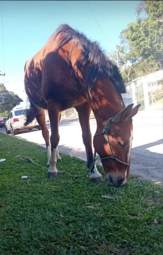 Cavalo