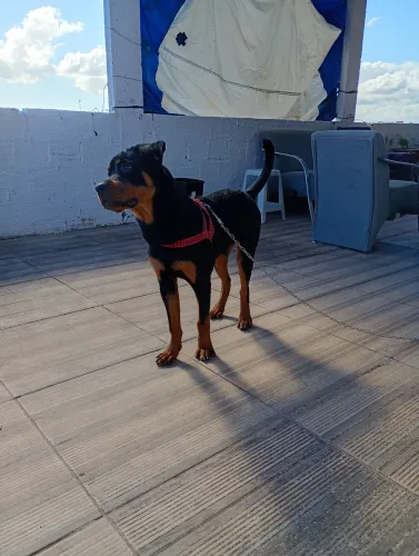 Rottweiler filhotão lindo