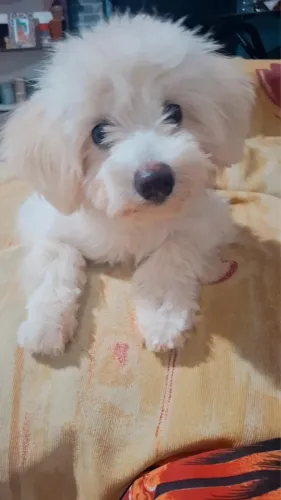 Animal de estimação