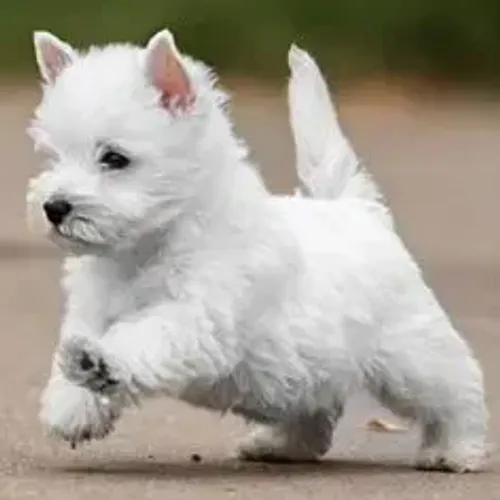 West Terrier Filhote Excelente Para Família