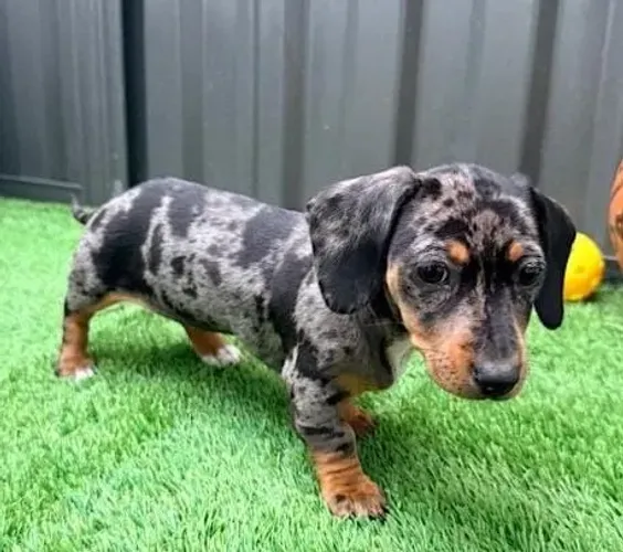 Basset Mini Dachshund Alerquim Perfeitos.