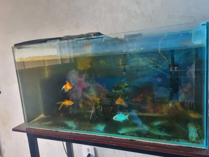 Aquario 200 litros