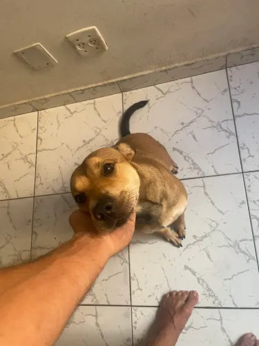 Cachorro fêmea para doação 