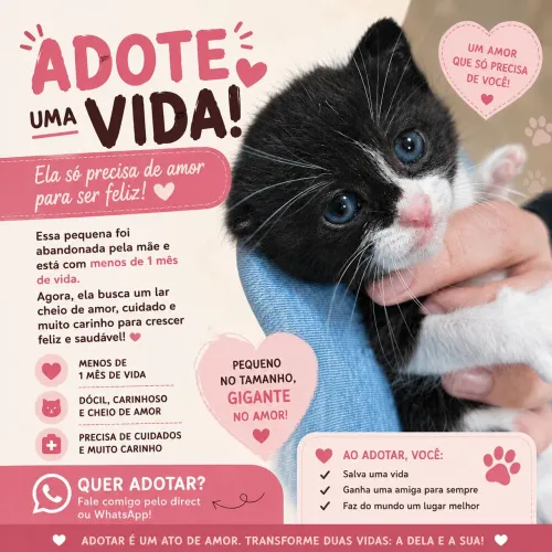 Gatinhos para adotar