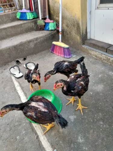 Franguinhos de Raça