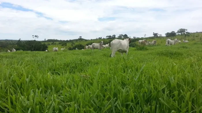 Fazenda dupla aptidão em Ipameri Goiás 
