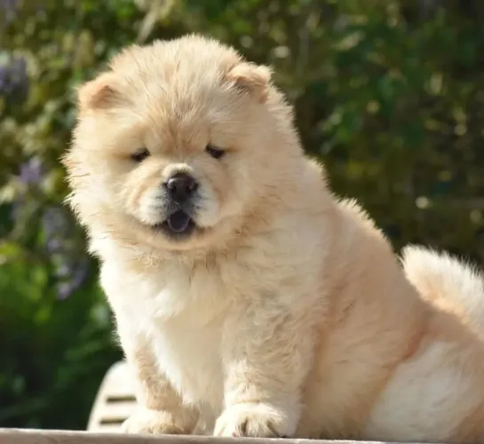 Filhote Chow-chow, Seus dias nunca mais serão os mesmos!