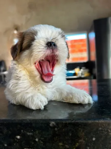 Filhote de Shih Tzu