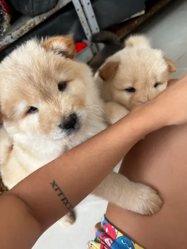 Chow Chow machos
