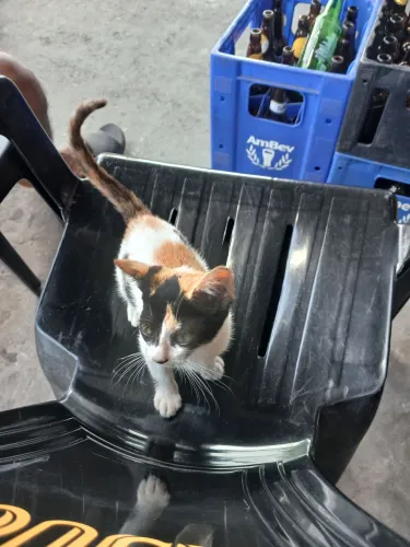Vende-se gato de raça, pega ate mucura