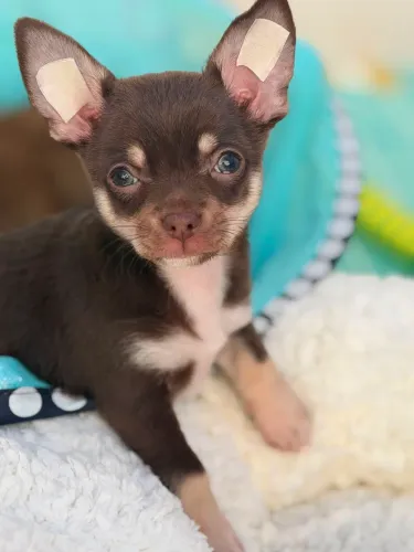 Chihuahua chocolate. Menino de porte padrão e pelagem curta chocotan