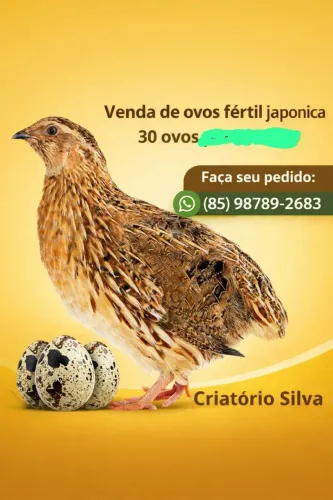Vendas de ovos de codornas japonicas 