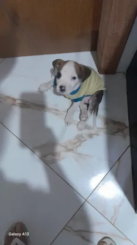 Adoção