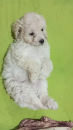 Poodle 