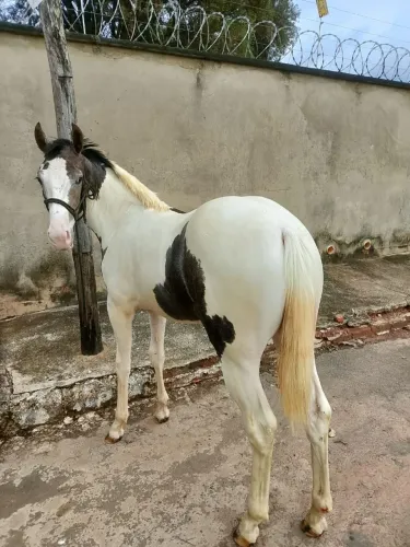 Potra Paint diferenciada bem conformada