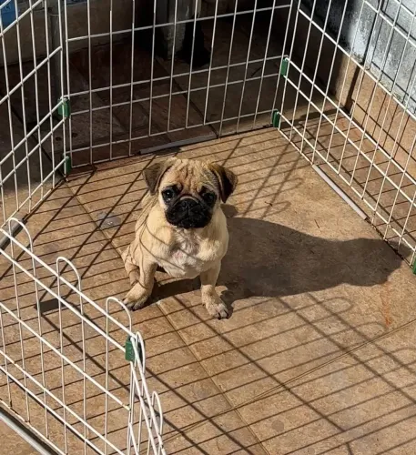 Pug fêmea mini . 7 meses