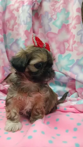 SHIH TZU