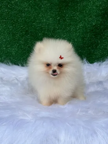 Filhote de spitz alemão fêmea micro 